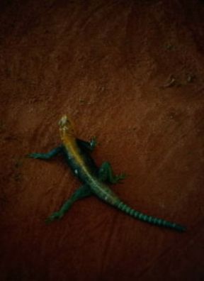 Agama comune (Agama agama).De Agostini Picture Library/F. Galardi