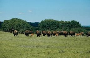 America. Bisonti al pascolo.De Agostini Picture Library/F. Bernini