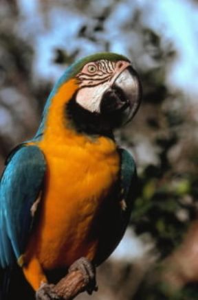 Ara. Un esemplare di Ara ararauna.De Agostini Picture Library/A.Facchinetti