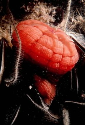 Attiniari. Esemplare di Actinia equina in contrazione.De Agostini Picture Library / P. Donnini