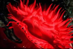 Attiniari. Tentacoli in un'Actinia equina in espansione.De Agostini Picture Library / P. Donnini