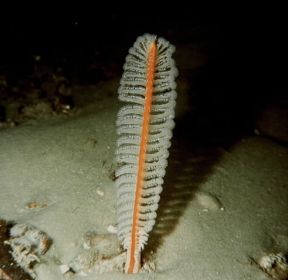 Celenterati. Esemplare di piuma di mare.De Agostini Picture Library