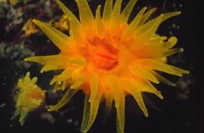 Celenterati. Esemplare di Astroides calycularis.De Agostini Picture Library/P. Donnini