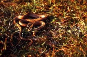 Coronella austriaca. De Agostini Picture Library