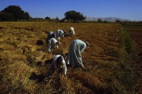 Egitto . Mietitura del riso nell'oasi di Dakhla.De Agostini Picture Library/A. Vergani