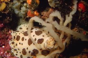 Gasteropodi. Esemplare di Peltodoris atromaculata mentre depone le uova.De Agostini Picture Library/P. Donnini