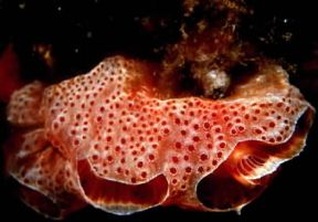 Madrepora. De Agostini Picture Library/P. Donnini