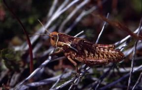 Ortotteri . Un esemplare di cavalletta.De Agostini Picture Library/G. Roli