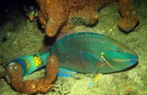 Pesce pappagallo. De Agostini Picture Library/C. Rives