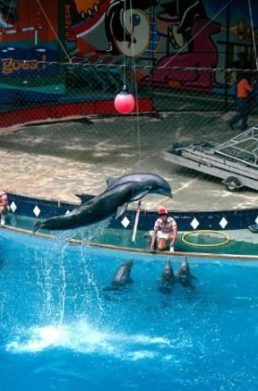 Acquario. Delfini in un acquario canadese.De Agostini Picture Library/R. Portolesi