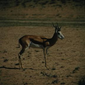 Antidorcas. Antidorcas marsupialis.De Agostini Picture Library/P.Jaccod