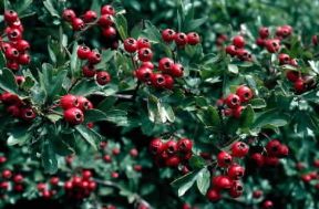 Biancospino . Frutti di Crataegus oxycantha.De Agostini Picture Library/C. Sappa
