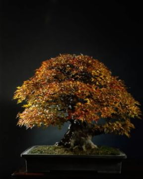 Bonsai . Acero di 150 anni coltivato in miniatura con l'antica tecnica giapponese.De Agostini Picture Library/G. Nimatallah