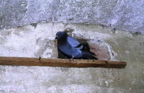 Colombo. De Agostini Picture Library / M. Pizzirani