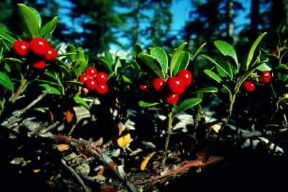 Ericacee. Uva orsina (Arctostaphylos uva-ursi).De Agostini Picture Library/P. Jaccod