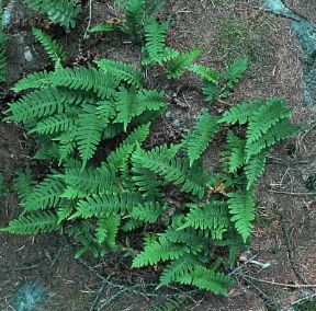 Felce . Piante di Polypodium vulgare.De Agostini Picture Library/P. Jaccod