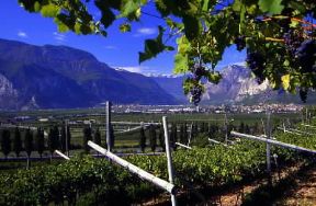 Trentino Alto-Adige. Vigneti a Mezzocorona (Trento).De Agostini Picture Library/2 P