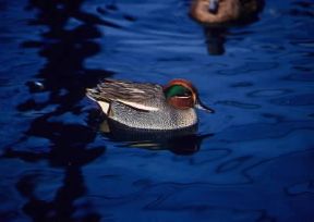 Alzavola (Anas crecca ).De Agostini Picture Library/C. Galasso