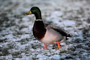 Anitra. Anas platyrhynchos.De Agostini Picture Library/A.Calegari