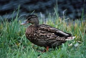 Anitra. Anas platyrhynchos.De Agostini Picture Library/A.Calegari