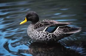 Anitra. Anas undulata.De Agostini Picture Library/A.Calegari