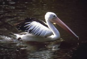 Becco di pellicano bianco.De Agostini Picture Library/A. Calegari