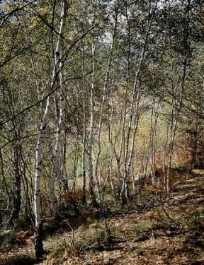 Betulla . Bosco di betulle.De Agostini Picture Library/2 P
