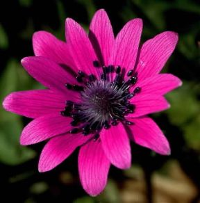 Fiore stella (Anemone hortensis).De Agostini Picture Library/F. Cirillo