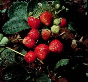 Fragola. De Agostini Picture Library/L. Cretti