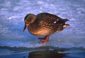 Germano. Esemplare femmina di Anas platyrhynchos.De Agostini Picture Library/A. Calegari