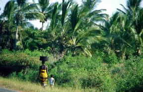 Kenya. Paesaggio a nord di Mombasa.De Agostini Picture Library/C. Sappa