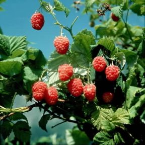 Lampone (Rubus idaeus).De Agostini Picture Library/L. Cretti