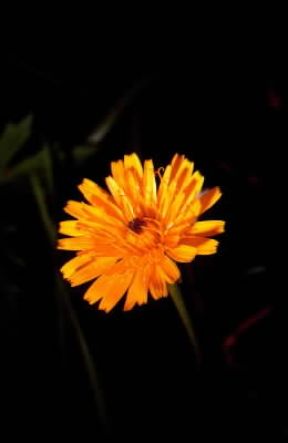 Leontodon. Fiore di Leontodon hispidus.De Agostini Picture Library/M. Pizzirani