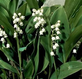 Mughetto (Convallaria majalis).De Agostini Picture Library