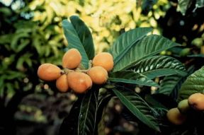 Nespolo del Giappone con i frutti.De Agostini Picture Library / M. Pedone