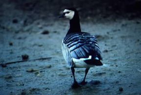 Oca . Esemplare di Branta leucopsis.De Agostini Picture Library/A. Calegari