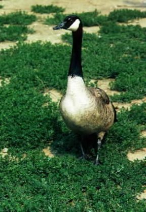 Oca . Esemplare di Branta canadensis. De Agostini Picture Library/A. Calegari