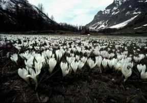 Parco Nazionale . Flora alpina nel Parco Nazionale del Gran Paradiso, in Italia.De Agostini Picture Library/P. Jaccod