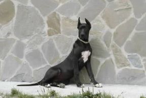 Alano. Esemplare di alano.De Agostini Picture Library/D. Fracchia