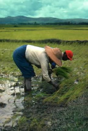 Birmania . Il lavoro nelle risaie.De Agostini Picture Library/M.Bertinetti