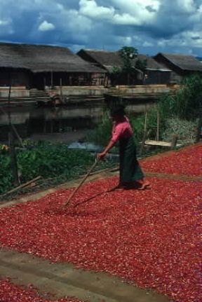 Birmania . Essiccazione delle arachidi.De Agostini Picture Library/M. Bertinetti