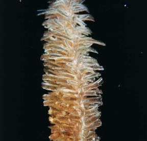 Bisso . Filamenti di Pinna nobilis dal caratteristico colore dorato.De Agostini Picture Library/E. Giovenzana