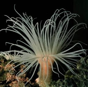 Ceriantari. Esemplare di Cerianthus.De Agostini Picture Library/E. Giovenzana