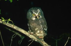 Civetta capogrosso (Aegolius funereus).De Agostini Picture Library/P. Jaccod