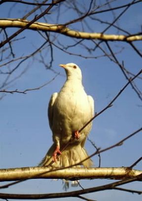 Colomba. De Agostini Picture Library / G. Negri