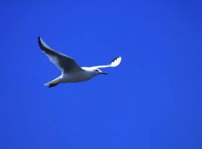 Gabbiano roseo (Larus genei).De Agostini Picture Library/G. Cappelli