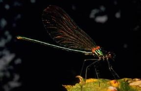 Libellula. Esemplare di Calopetrix virgo.De Agostini Picture Library/E. Bertaggia