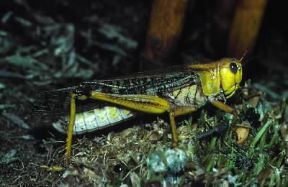 Ortotteri . Esemplare di Locusta migratoria.De Agostini Picture Library/A. Calegari