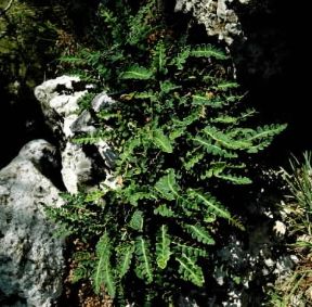 Cedracca (Ceterach officinarum).De Agostini Picture Library/P. Jaccod