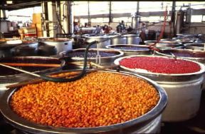 Conserva. Preparazione di frutta sciroppata per la produzione di mostarda.De Agostini Picture Library / G. Fracchia